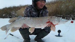 Разведка щучьих мест. Новый плёс. Достойный улов!!! Успешная рыбалка!!!