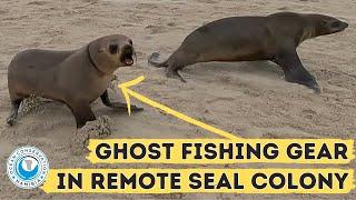 Ghost Fishing Gear in Remote Seal Colony