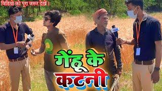 गेंहू की कटनी - Genhu ki katani | Tahalka news reporter | Gobinda comedy videos 2023