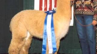 Marys Collection-Victory Velvet-Alpaca Auction.mov