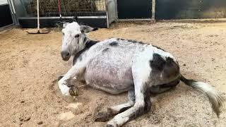 Our Donkey gives birth to one of our cutest foals ever!! Well done Flossie!!