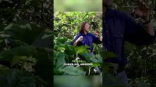 Exploring the Edible Paradise of a Food Forest  #permaculture #foodforest #forestgarden