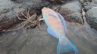 阿文赶海发现声音像鹦鹉的怪鱼，浑身五颜六色，连大龙虾都比不了