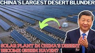 How China’s Desert Solar Plant Became a Pasture? China’s Bold Solar Plant Transformation Inspires!