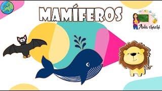 Mamíferos - Animales Vertebrados | Aula chachi - Vídeos educativos para niños