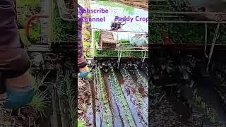 Paddy field Crop  #viral #agriculture #farmer #india #farming #subscribers #farmerprotest #paddy