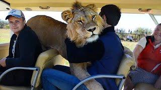 Taigan Lion Park - Where Lions Hug Tourist