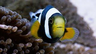 Amazing Clownfish Teamwork | Blue Planet II | BBC Earth