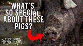 Endangered Cattle and Historic Hogs at Pop's Old Place | Maryland Farm & Harvest