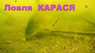 Поклевки КАРАСЯ на поплавочную удочку. Подводные съемки. Рыбалка на озере Карасун