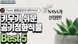 공기정화식물, 어떤 것을 키워야 할까? 키우기 쉬운 공기정화식물 Best 5