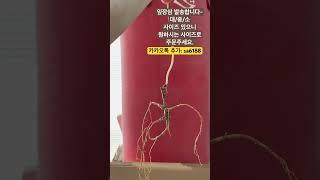 #잎장삼#산삼#백두산 임하삼