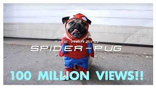 My Spider-Pug Video Hit 100M Views on YouTube!! 