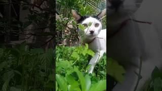 An omnivorous  #cat #shortvideo #youtubeshorts