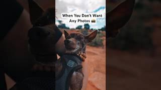 Peewee loves camping ️ but hates photos  #vanlife #camping #cutedogs
