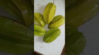 #comment this fruit name frndz#youtube#shorts#ytshorts#dhanvi#suvi#