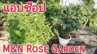 พาชมสวนกุหลาบข้างบ้าน 325 แอบช๊อปที่สวน N&N rose garden กุหลาบแรล์ต้องสวนนี้จ้า