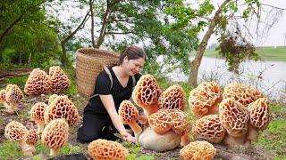 WOMAN Harvesting Stomach Mushrooms Nest - How to make grilled python meat rolled mushrooms