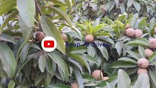 Sapota Garden - Sapota Farming | Anup Archives | Free HD Video No Copyright