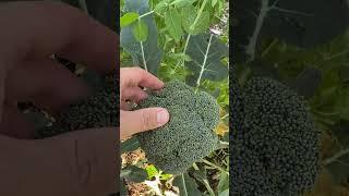 WHEN To Harvest Broccoli