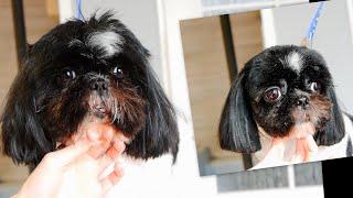 How to Groom Shih Tzu Face by PetGroooming