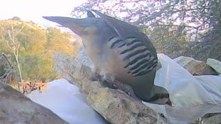 Wood pigeons - Collared Doves - Chukar partridge (Alectoris chukar).