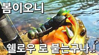 봄이오니 배스가 쉘로우 로 붙는구나.! 최프로티비 276화