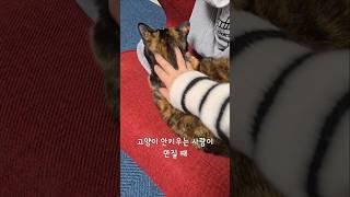 고양이는 생각보다 덜컥덜컥