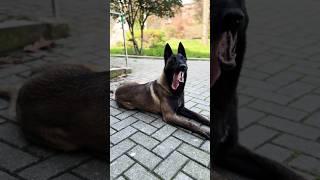 Belgian Malinois Training #dog #malinois #shorts #k9 #funny #viral #training #pets #puppy