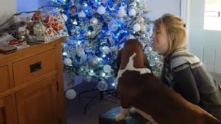 Stanley the Basset Hound helps decorate the Christmas Tree (aged 15 months)