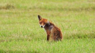 Rotfuchs mit schweren Verletzungen