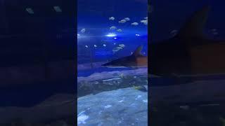 Dubai Mall Aquarium  #dubai #dubaimall #dubaimallaquarium #aquarium