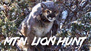 Mountain Lion Hunt - Trophy Quest Outdoors