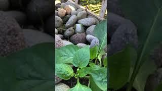 Pepper Patch Flowering