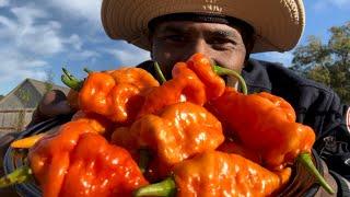 Habanada Peppers