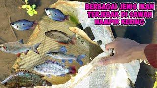 sawah hampir kering banyak ikan terjebak sepat nila catfish pleco wader