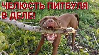 ЧЕЛЮСТЬ ПИТБУЛЯ В ДЕЛЕ! Питбуль Спайк. Pitbull Gladiator Live