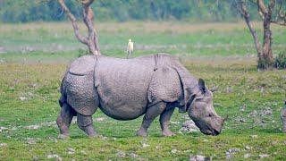 Rhinos, Gibbons, Elephants & More on Safari in Kaziranga National Park
