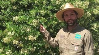 Arboretum Feature: Toyon Shrub