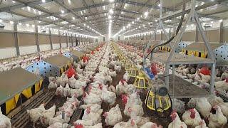 Advance poultry farming in Israel //Poultry farming in the desert