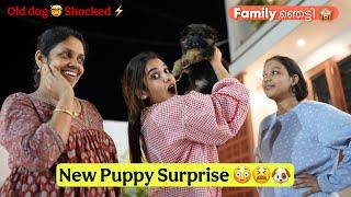 അമ്മയും മാളും ഞെട്ടി Family Shocked️ New Puppy Surprise  #glamyganga