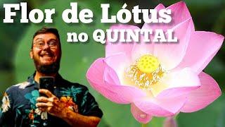 Flor de Lotus no Quintal - Quintal do Willi #Lótus #Lagos #Plantas