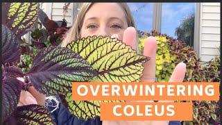 Taking Coleus Cuttings to Overwinter Inside (zone 5b)