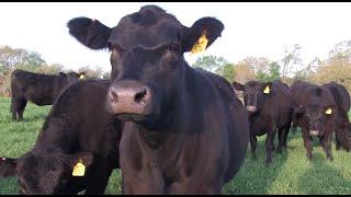 I Am Angus: Billingsley Angus Farm, Keithville, La.