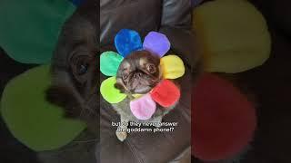 Everyone Has That One Friend  #pug #puppy #funny #friends