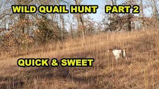 Wild Quail Hunt Quick & Sweet Part 2