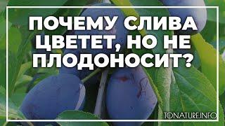 Почему слива цветет, но не плодоносит? | toNature.Info