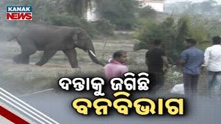 Rampaging Elephant Causes Havoc In Jajpur And Cuttack; Forest Department Struggles To Control