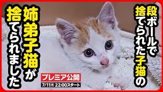 【子猫 保護】次から次へと子猫が捨てられます...