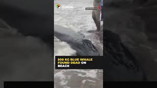 500 kg #bluewhale found dead in #Rameswaram's Pamban harbour | #shorts